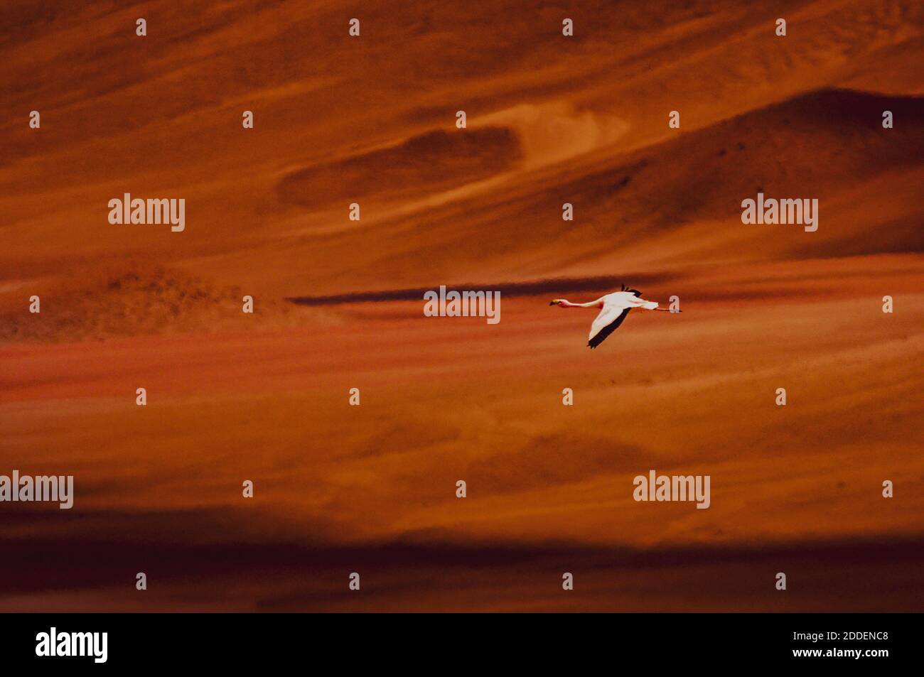 Flamencos chilenos en el desierto de Atacama Foto de stock