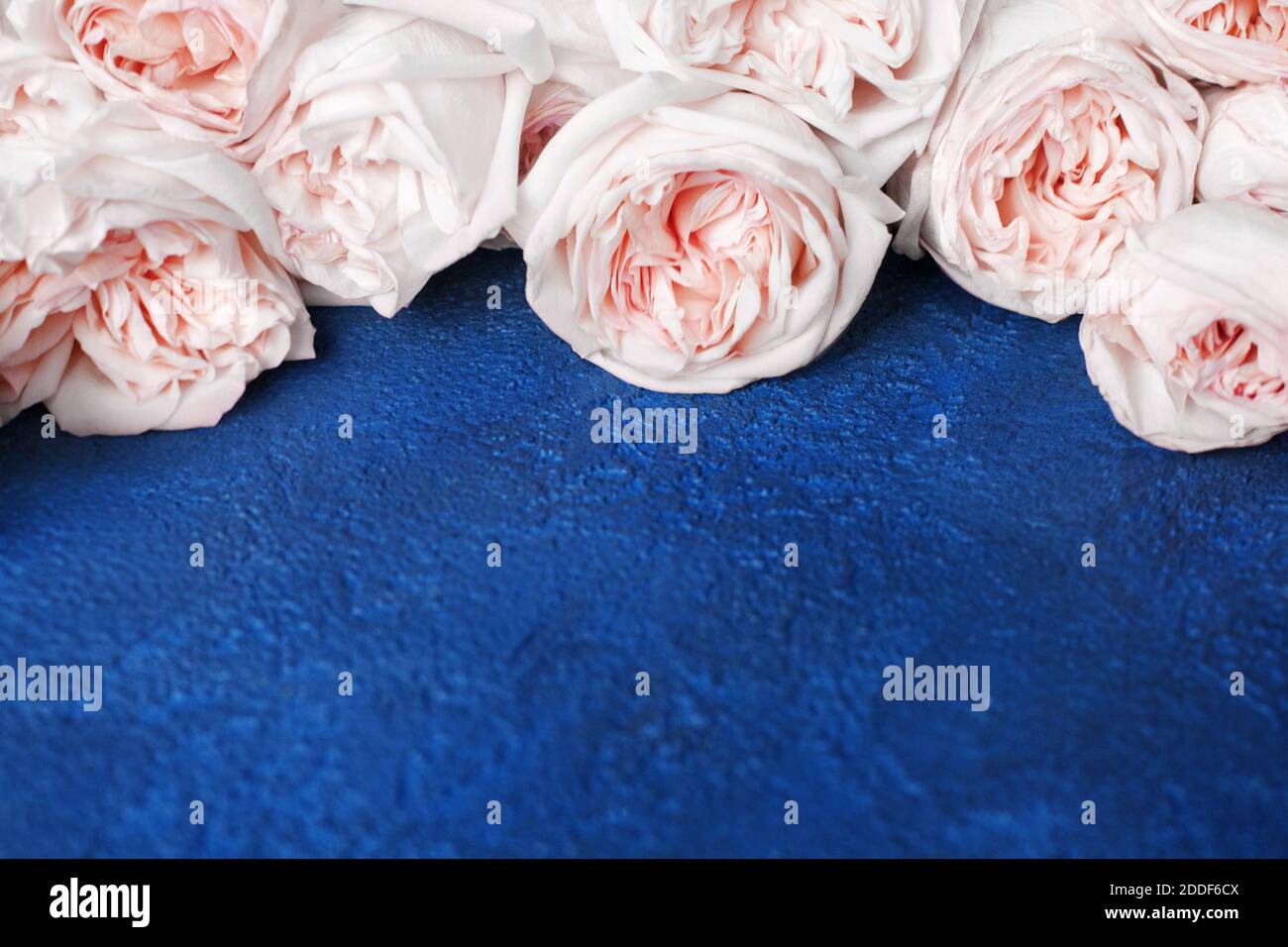 Delicado rosa claro rosas azul oscuro estuco fondo primer plano, flores  blancas hermoso ramo, tarjeta de felicitación de cumpleaños, día de San  Valentín diseño romántico Fotografía de stock - Alamy