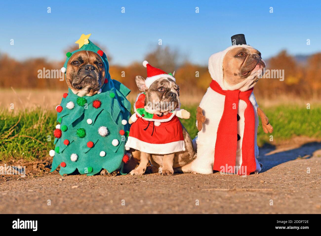 Divertido adulto y cachorro francés Bulldog perros vestidos con muñeco de  nieve, árbol de Navidad y trajes de santa Fotografía de stock - Alamy