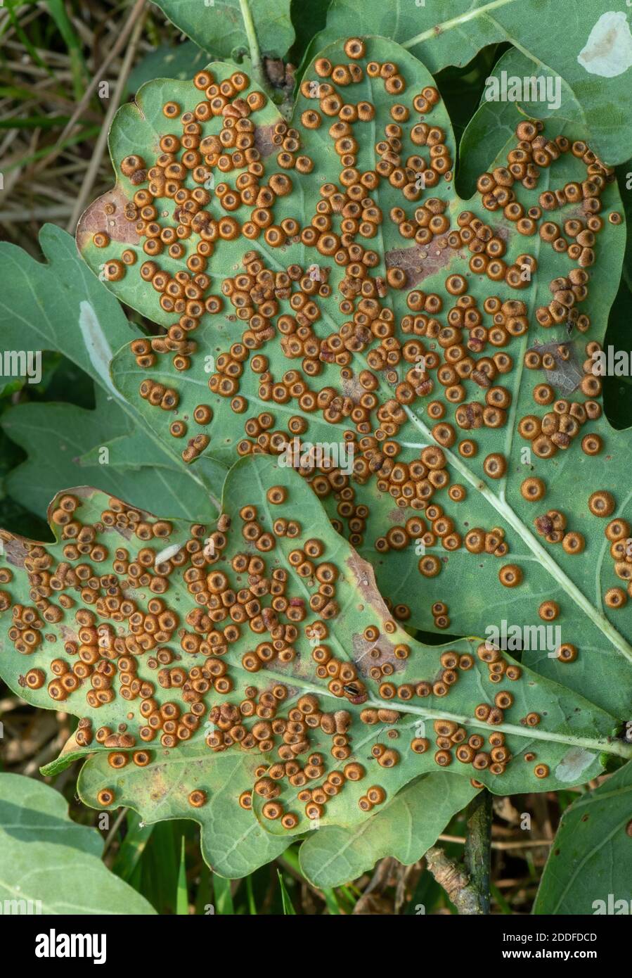 Bolas de botón de seda, Neuroterus numismalis, en abundancia en la parte inferior de las hojas de roble común. Otoño. Foto de stock