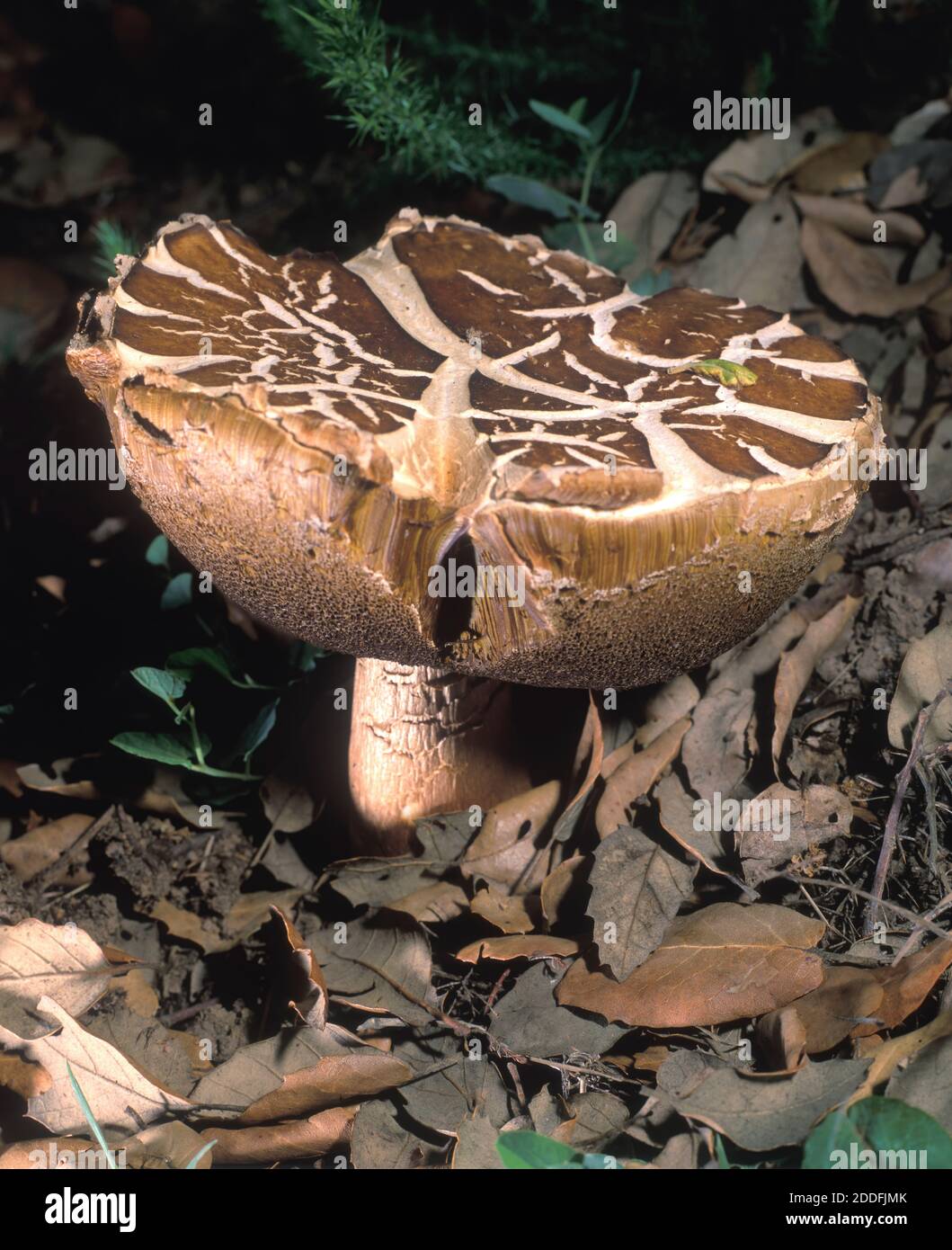 Musheroom, Boletus sp. Apreciado como ingrediente en varios platos culinarios, B. edulis es un hongo comestible que se mantiene en alta consideración en muchos Foto de stock