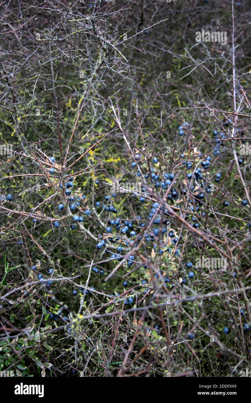 Enredos de espinas y sloe bayas de arbusto de espino negro, Prunus spinosa. Suffolk, Reino Unido Foto de stock