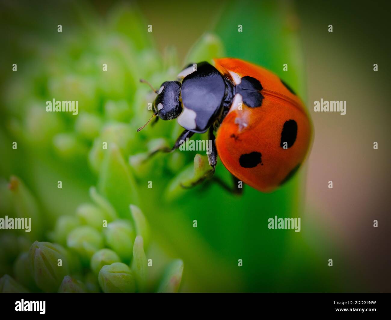 7-Spot Ladybird Foto de stock