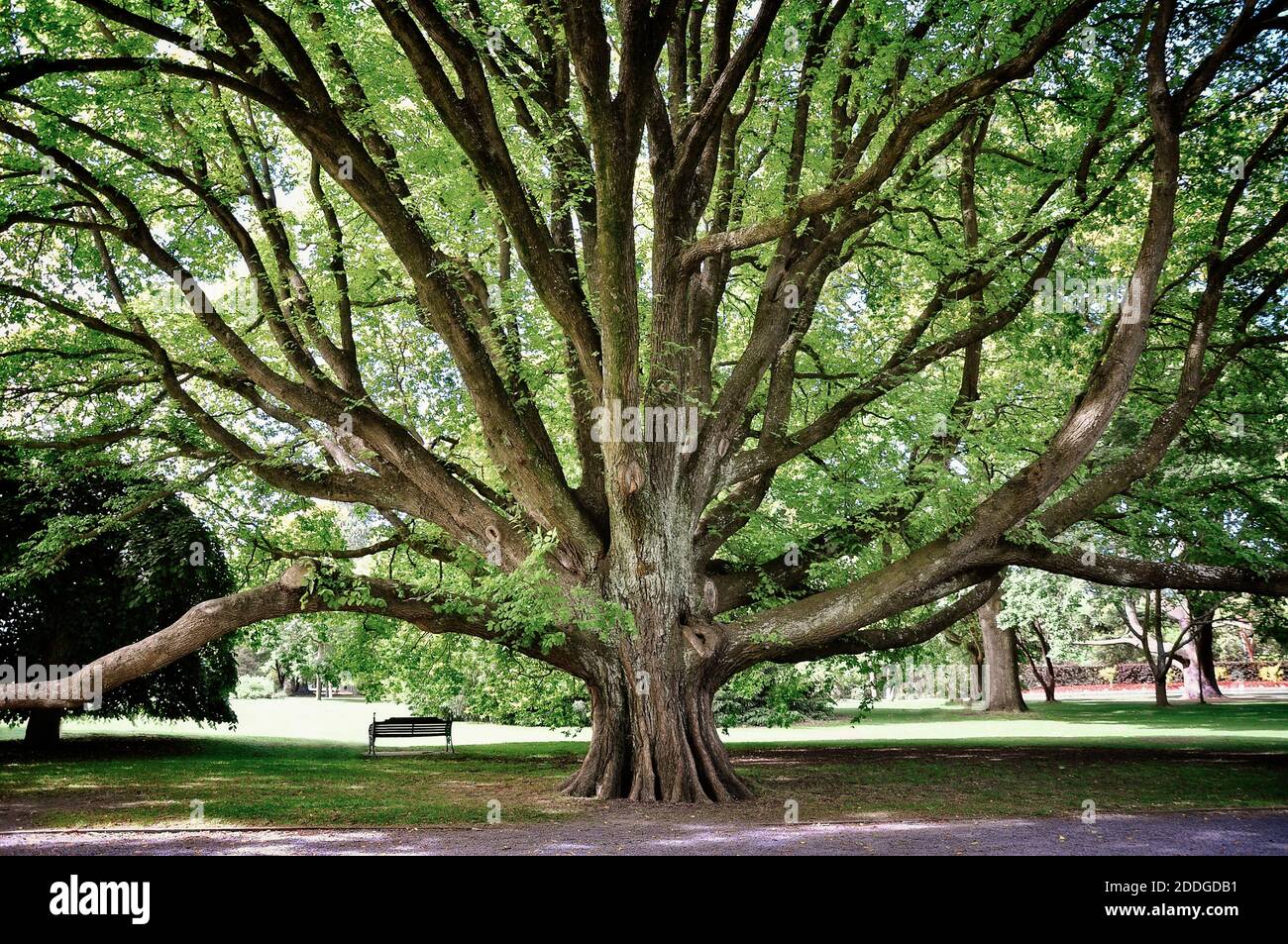 Árbol majestuoso en el jardín botánico de Christchurch, Nueva Zelanda Foto de stock