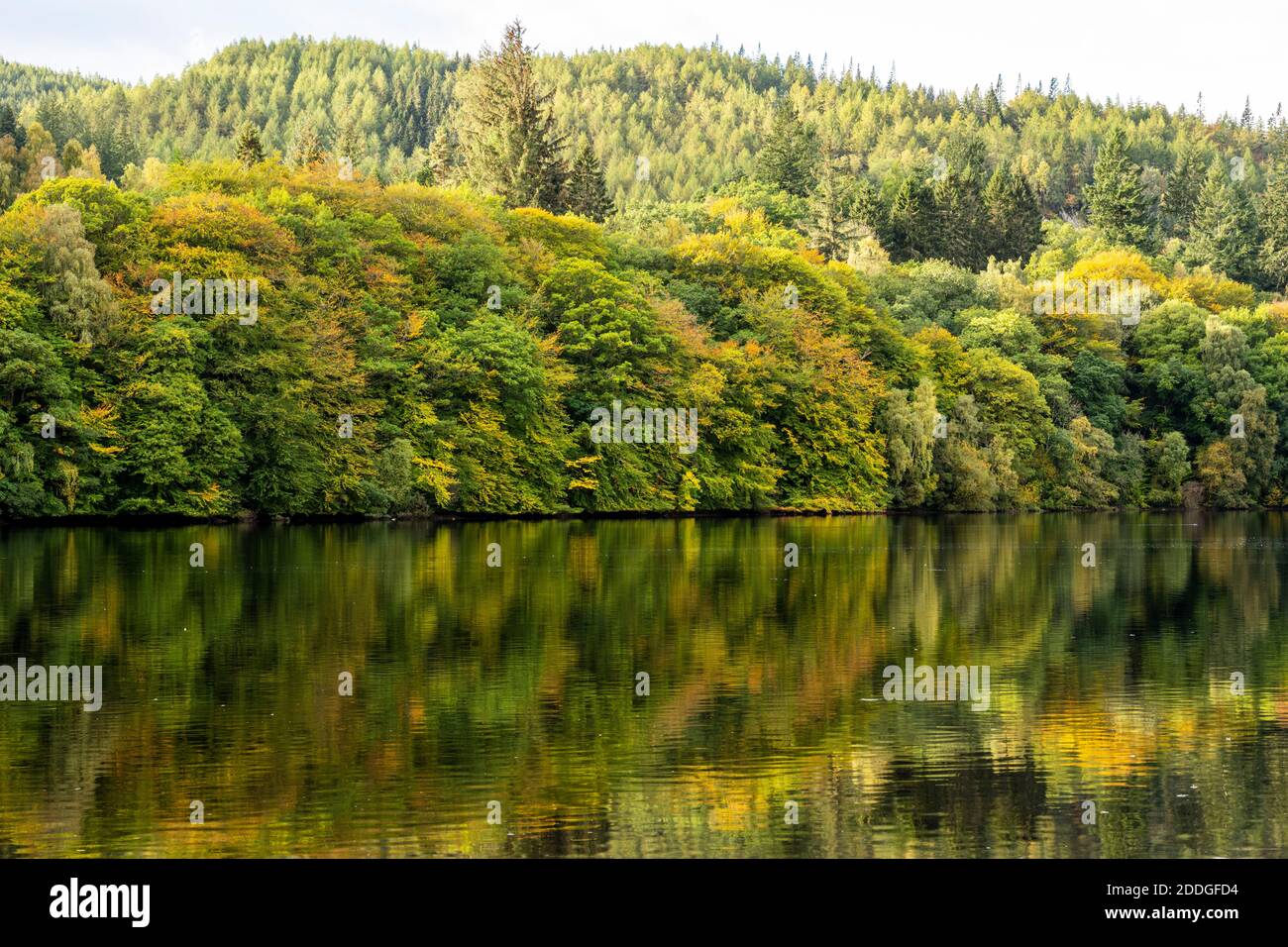 Reflexiones otoñales sobre el lago Faskally cerca de Pitlochry en Perthshire, Escocia, Reino Unido Foto de stock