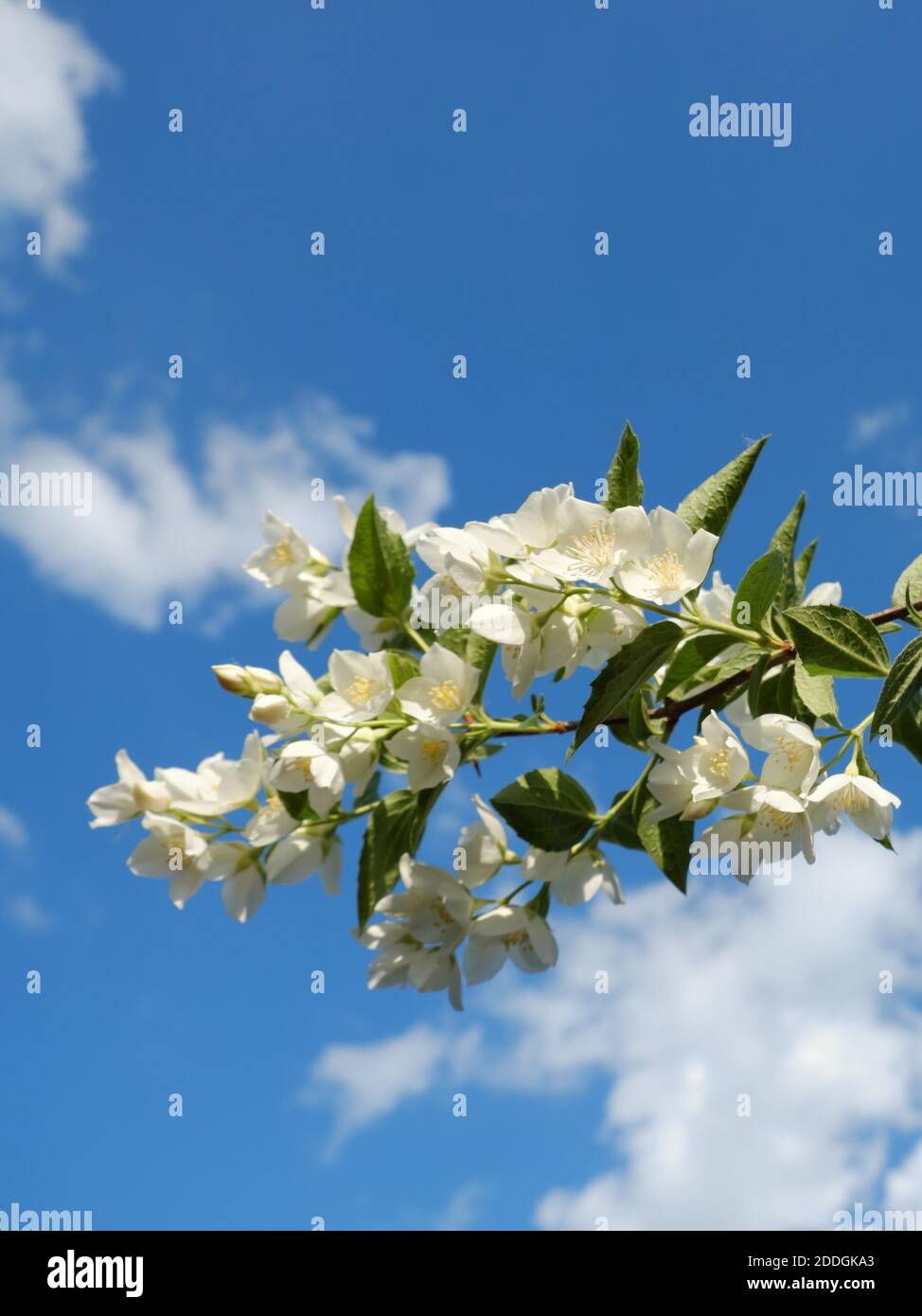 Planta de jazmín azul fotografías e imágenes de alta resolución - Alamy