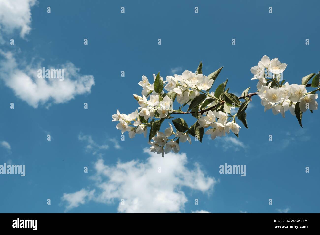 Una rama de un arbusto de jazmín en flor contra un cielo azul. Flores  blancas fragantes Fotografía de stock - Alamy