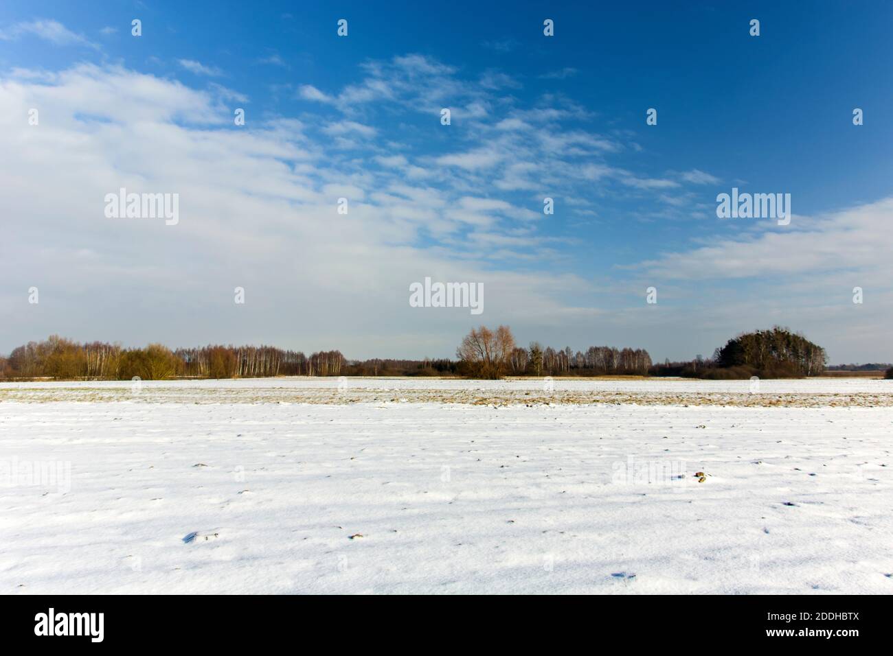 Campo cubierto de nieve, bosque en el horizonte y nubes blancas en el cielo, vista de invierno Foto de stock