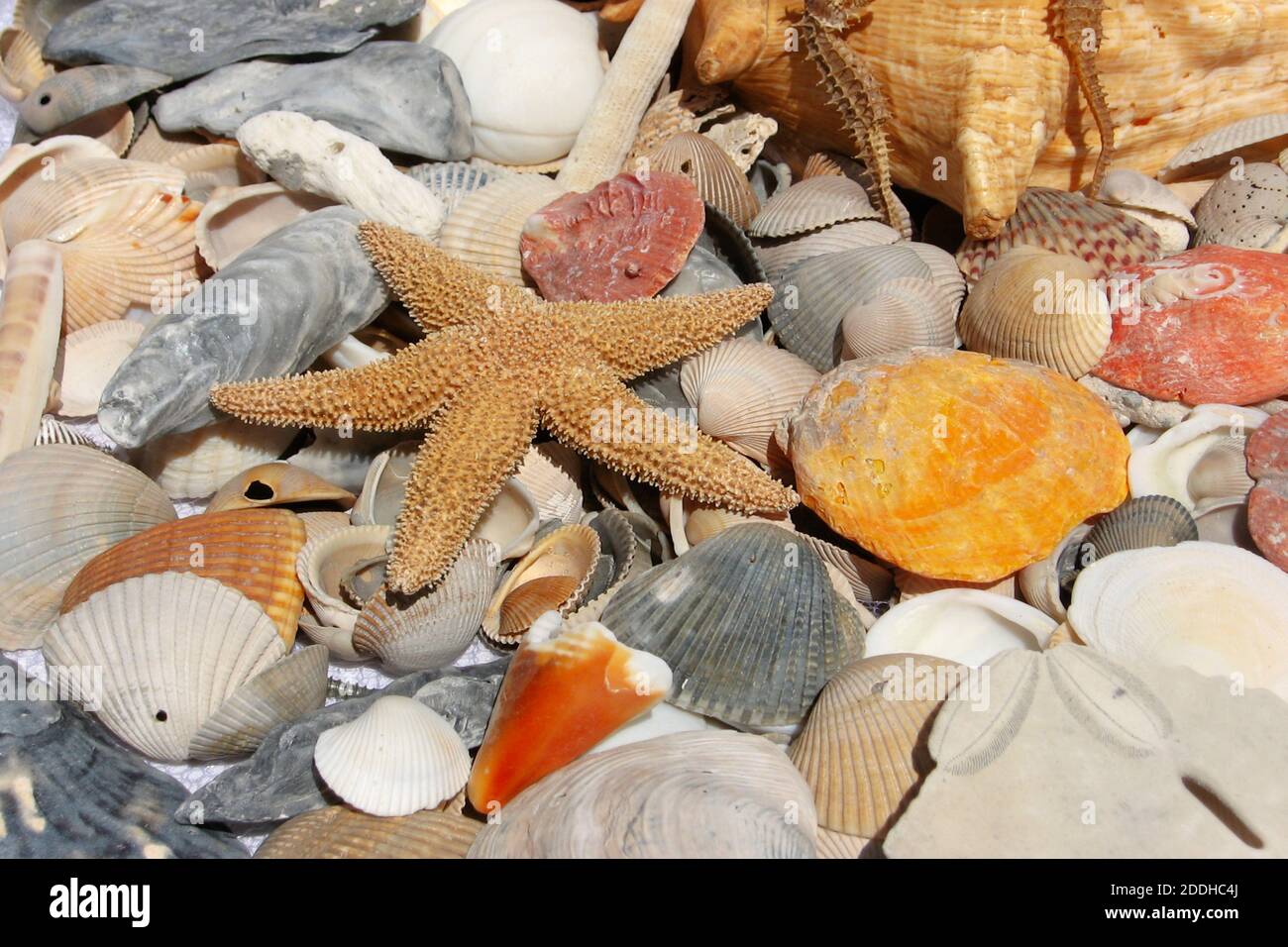 Primer plano de conchas de colores variados con estrellas de mar, caballos de mar y fósiles Foto de stock