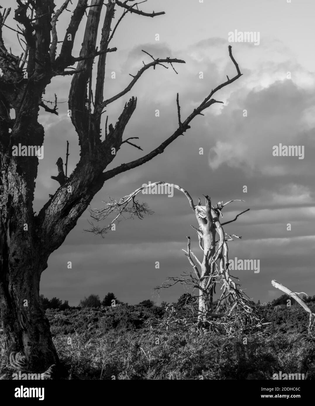 Un par de árboles viejos, moribundos, muertos, uno oscuro y uno blanco que se encuentran solos en el paisaje frente A un cielo tormentos. Monocromo, blanco y negro. Tomado Foto de stock