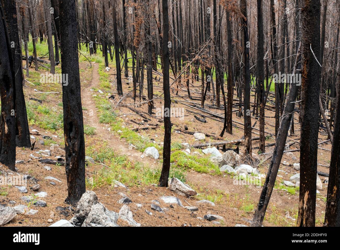 área de bosque quemado fotografías e imágenes de alta resolución Alamy