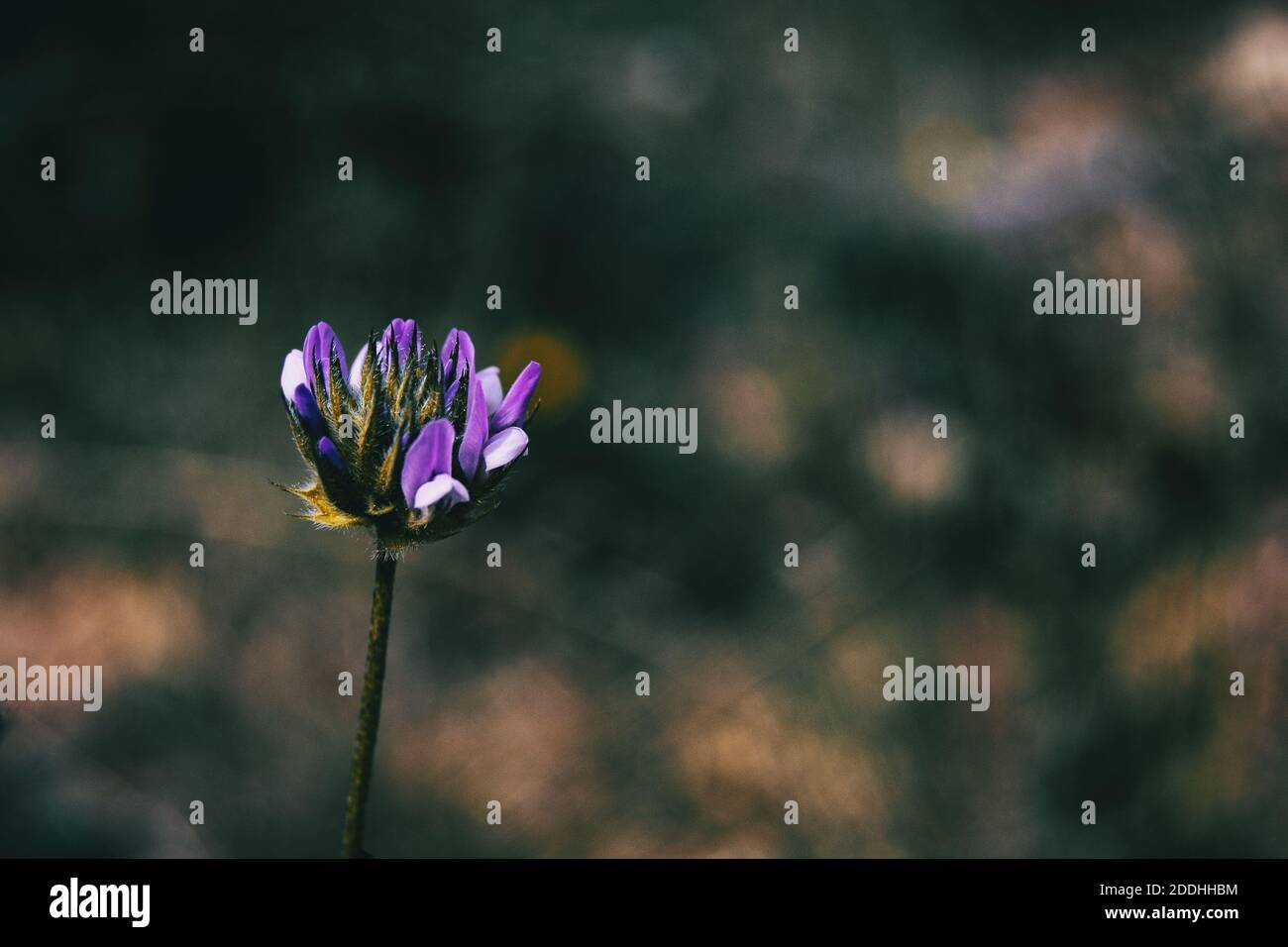 Detalle de una flor morada aislada de bituminaria bituminosa sobre un fondo neutro Foto de stock