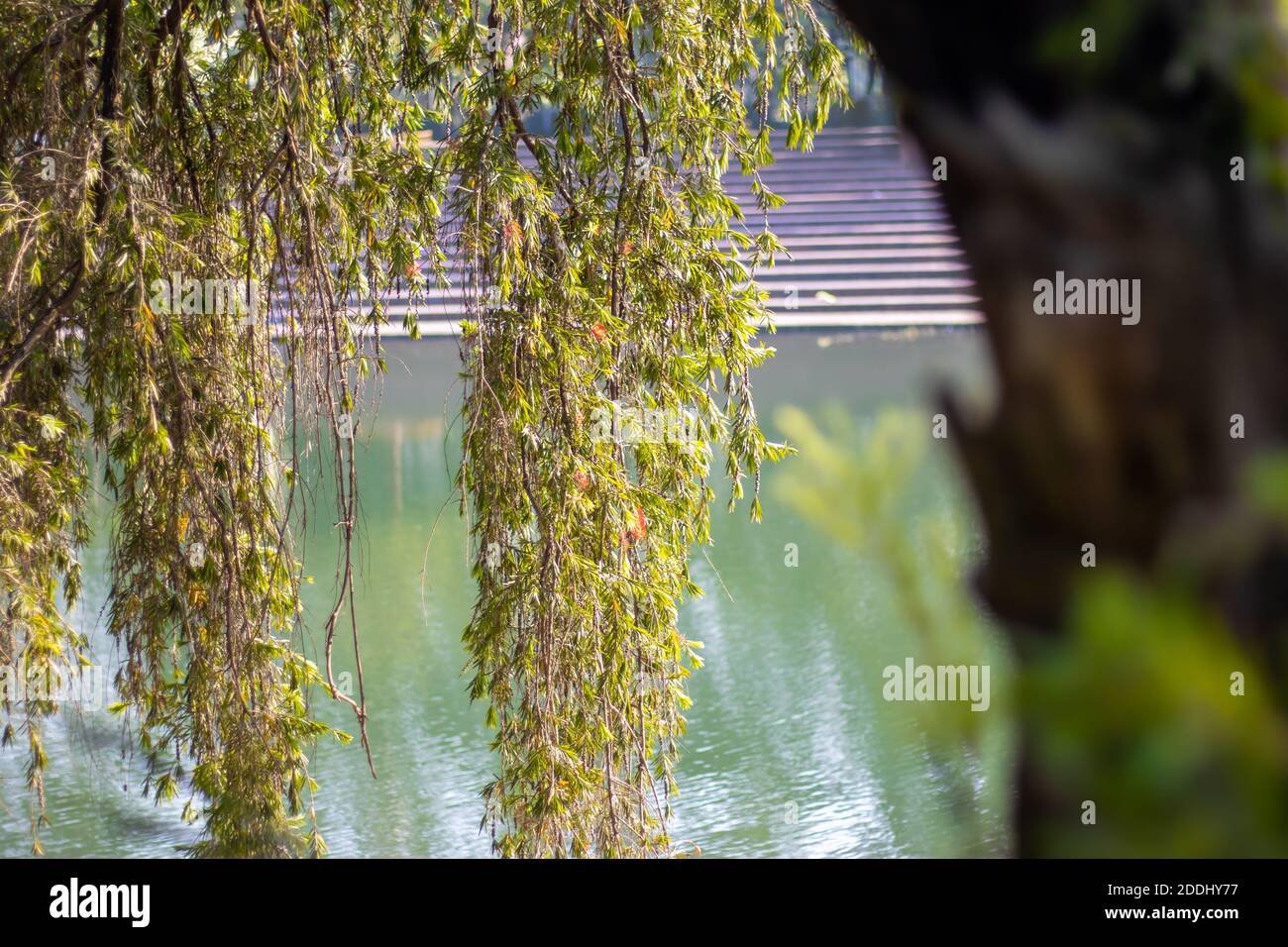 Ramas colgantes de árboles dentro un parque junto a un lago flor roja Fotografía de stock Alamy
