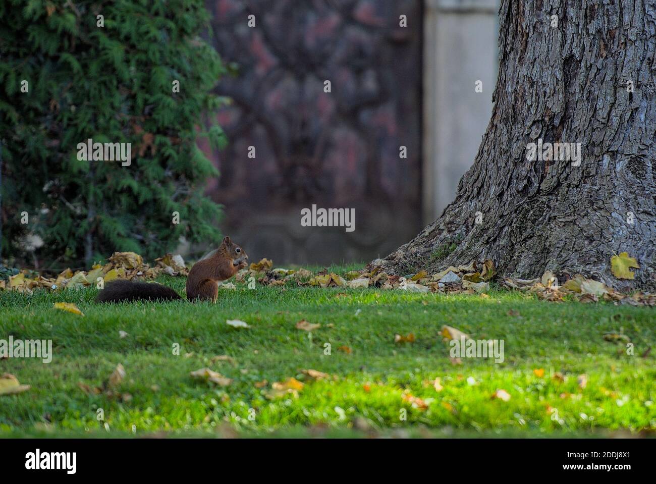 Eichhörnchen auf der Suche nach Futter am Wiener Zentralfriedhof Foto de stock
