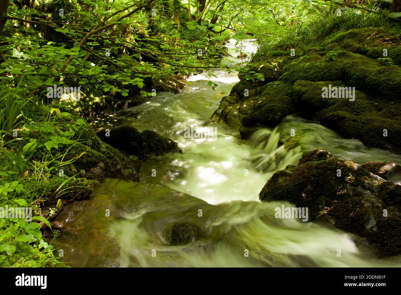 Alva Glen es un espectacular desfiladero en Escocia situado sobre el pueblo de Alva al pie de las colinas de Ochil.There muchas flores silvestres y la vida silvestre. Foto de stock