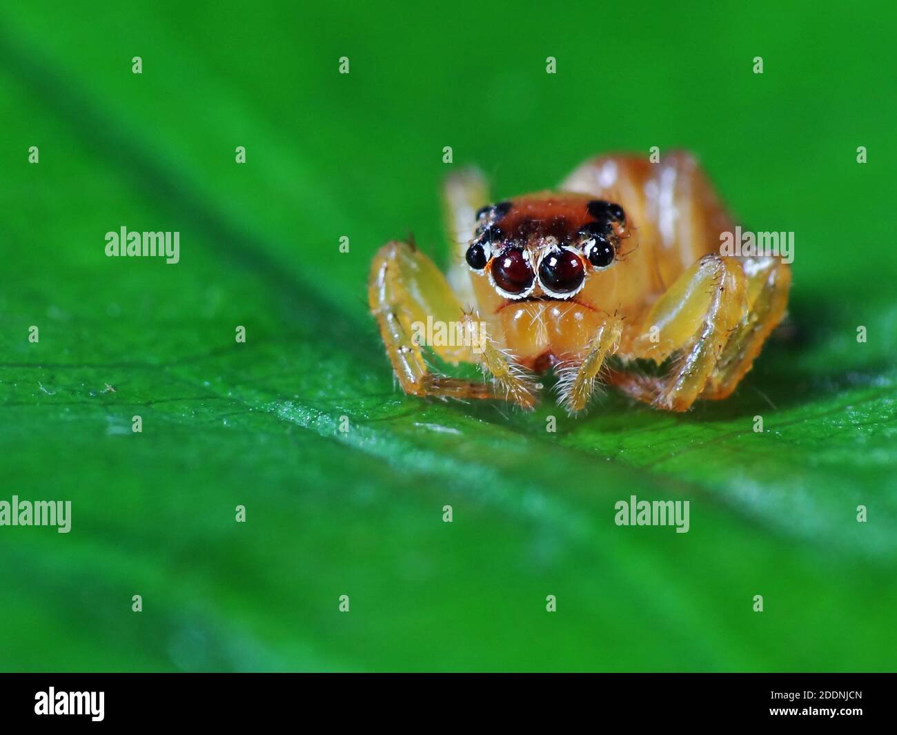 Las arañas son artrópodos que respiran aire y que tienen ocho piernas, por  lo general las colmillos pueden inyectar veneno y las espinacas que  extruyen la seda Fotografía de stock - Alamy