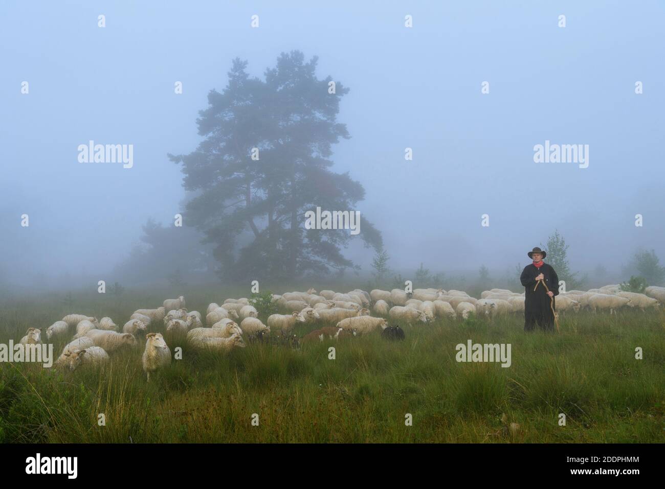 Ovejas domésticas (Ovis ammon f. aries), pastor con rebaño de ovejas en la niebla de la mañana en el brezo, Alemania, Baja Sajonia, Oldenburger Muensterland, Foto de stock