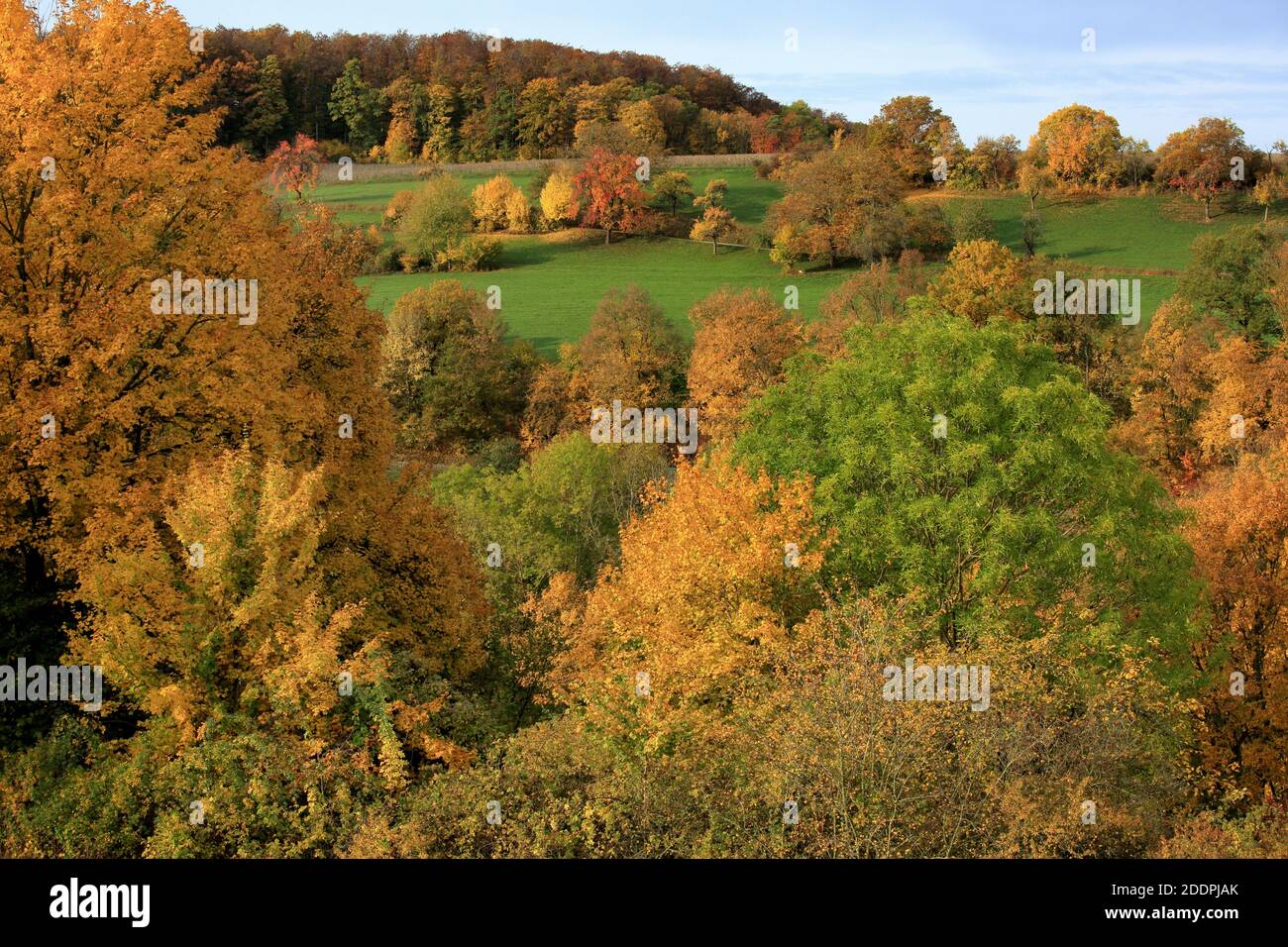 Paisaje otoñal con árboles caducos, Alemania, Baden-Wuerttemberg Foto de stock