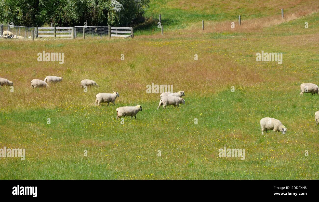 Un rebaño de cordero comiendo hierba en el prado Foto de stock