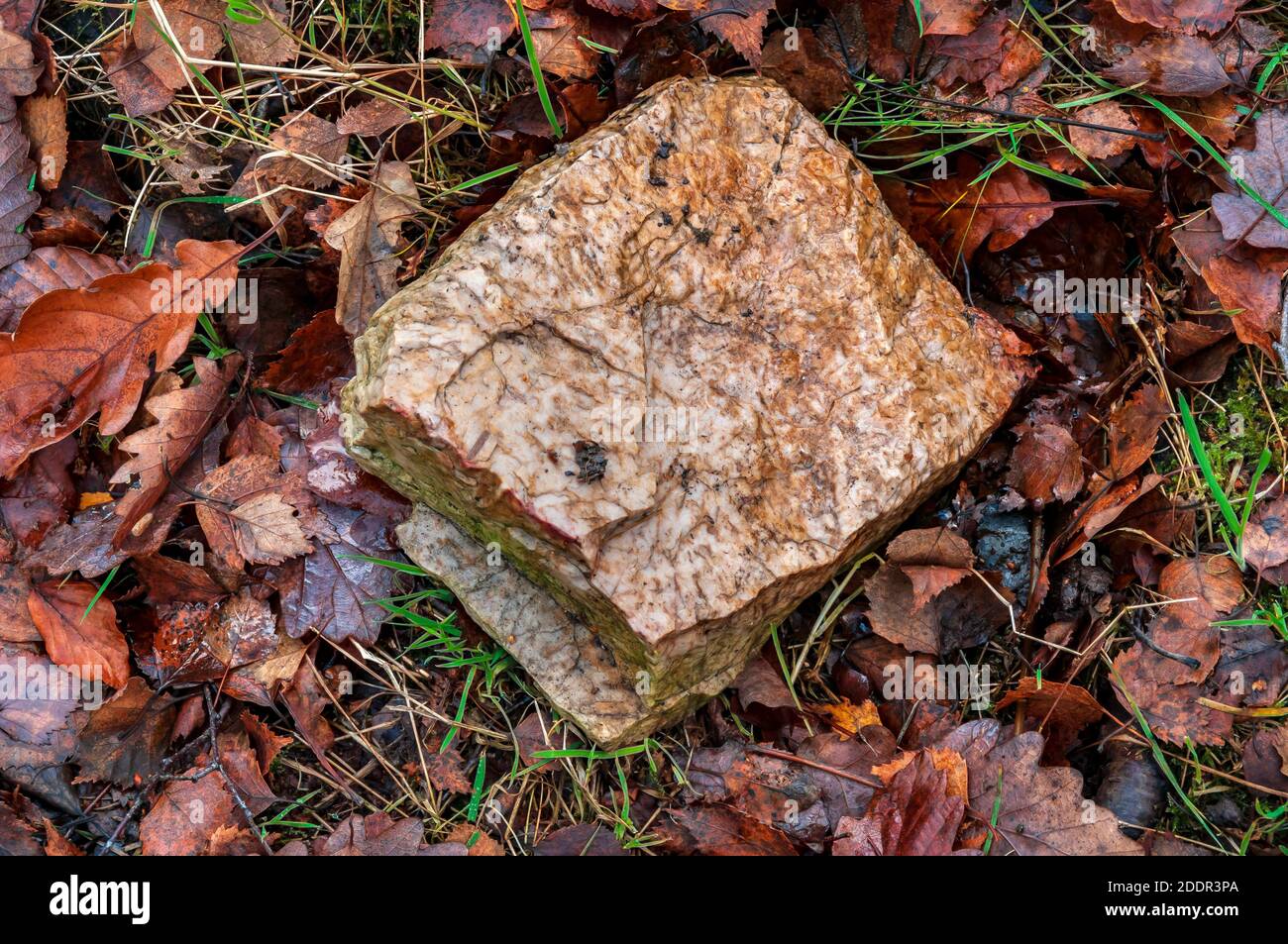 Bloque de muy pesado y duro ganister encontrado en el bosque cerca del sitio de Strawberry Lee Ganister Mine, en Totley, cerca de Sheffield Foto de stock