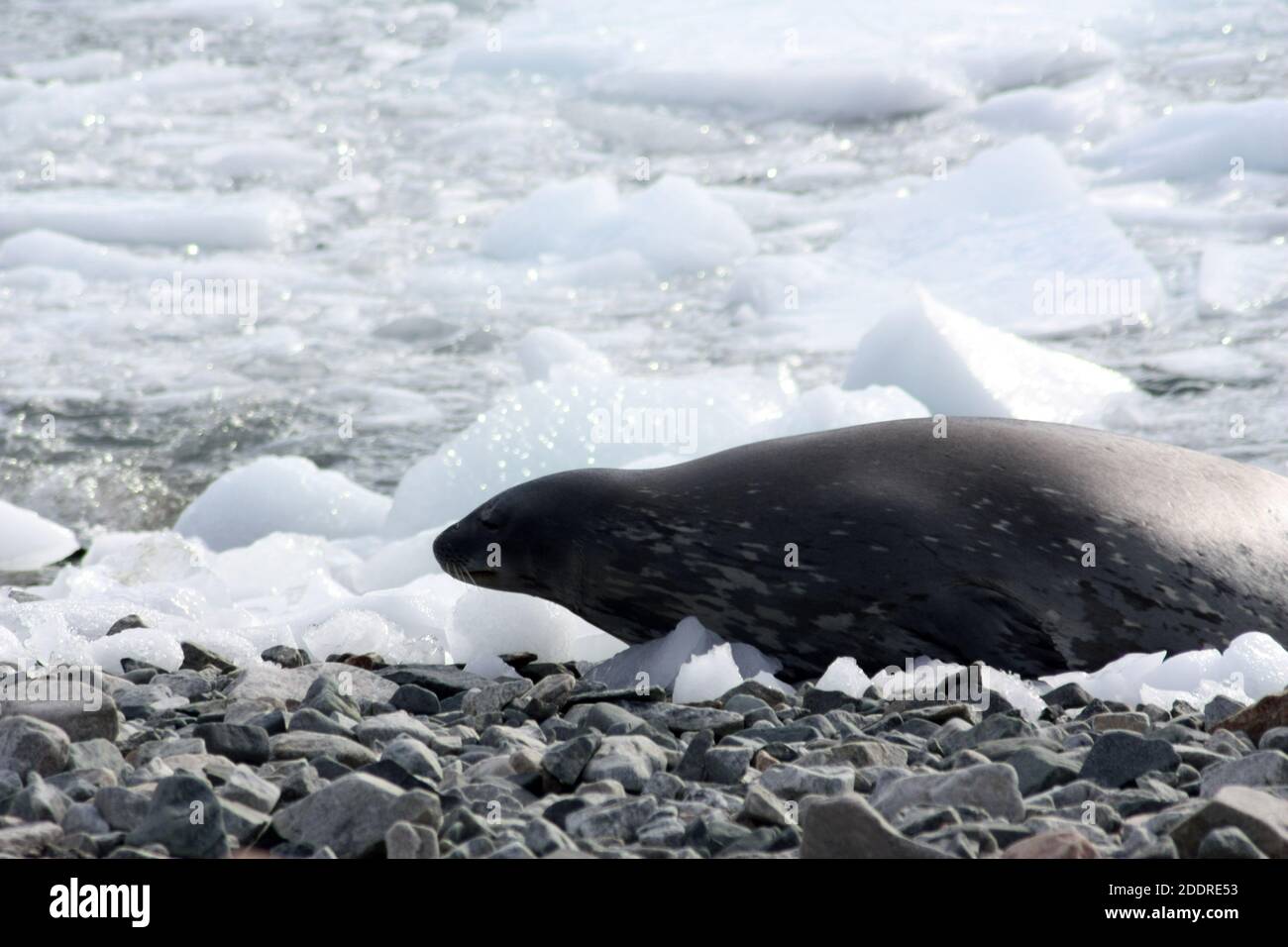 Antártida, foca de Weddell en la isla de Stonington, Península Antártica Foto de stock