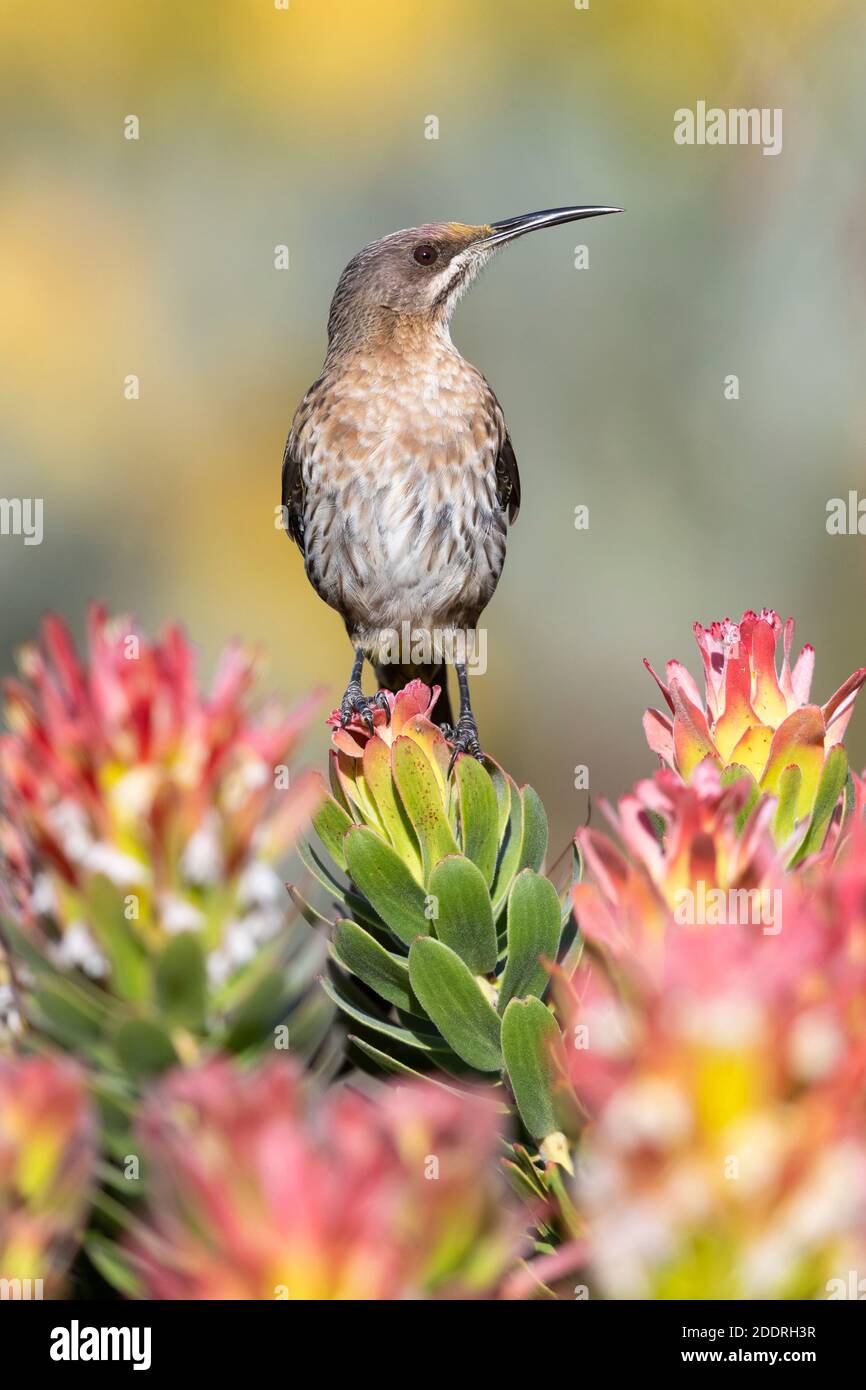 Cabo Sugarbird (Promerops cafer), macho adulto encaramado en una flor, Cabo Occidental, Sudáfrica Foto de stock