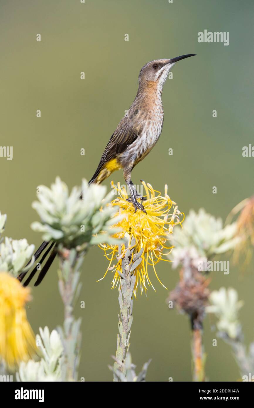 Cabo Sugarbird (Promerops cafer), macho adulto encaramado en una flor, Cabo Occidental, Sudáfrica Foto de stock