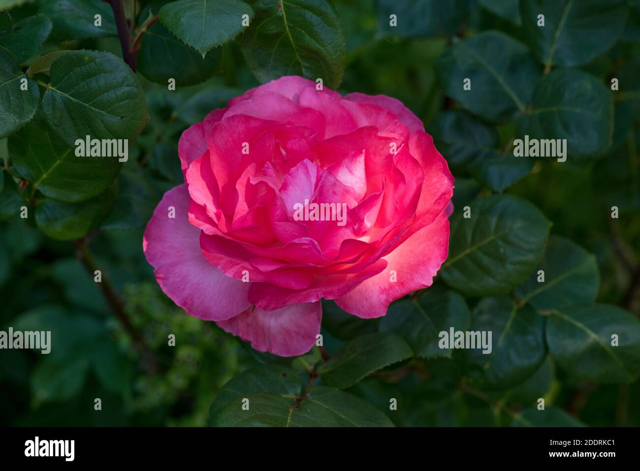 Una sola rosa flor (Rosa sp.) de vuelta iluminada y mostrando sus colores rosa-rosa contra un fondo de hojas, Berkshire, junio Foto de stock