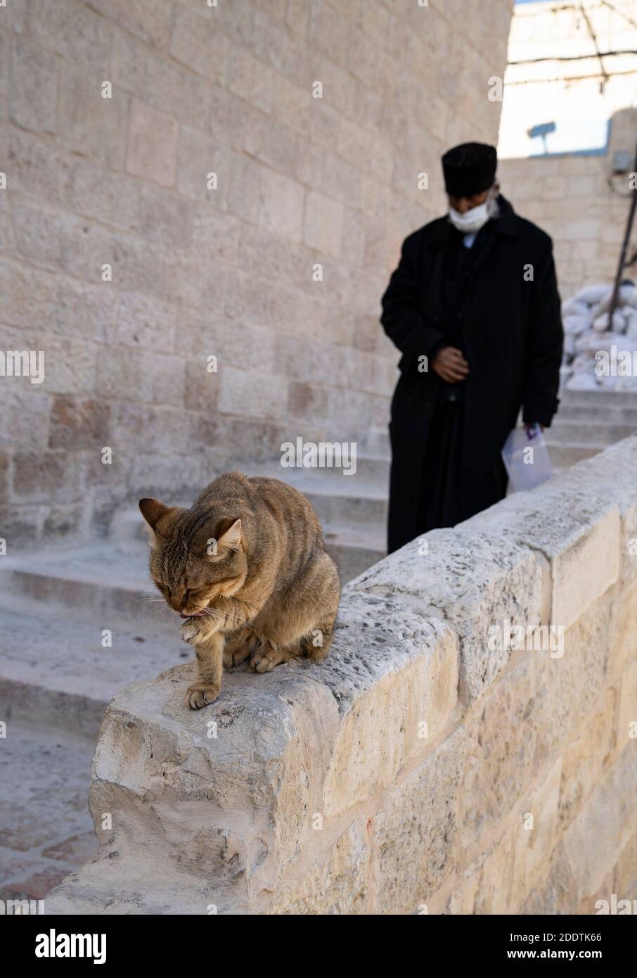 Jerusalén, Israel - 21 de noviembre de 2020: Un gato callejera lamiendo su  pata en una valla de piedra, mientras un monje pasa por la ciudad vieja de  Jerusalén, Israel Fotografía de stock - Alamy