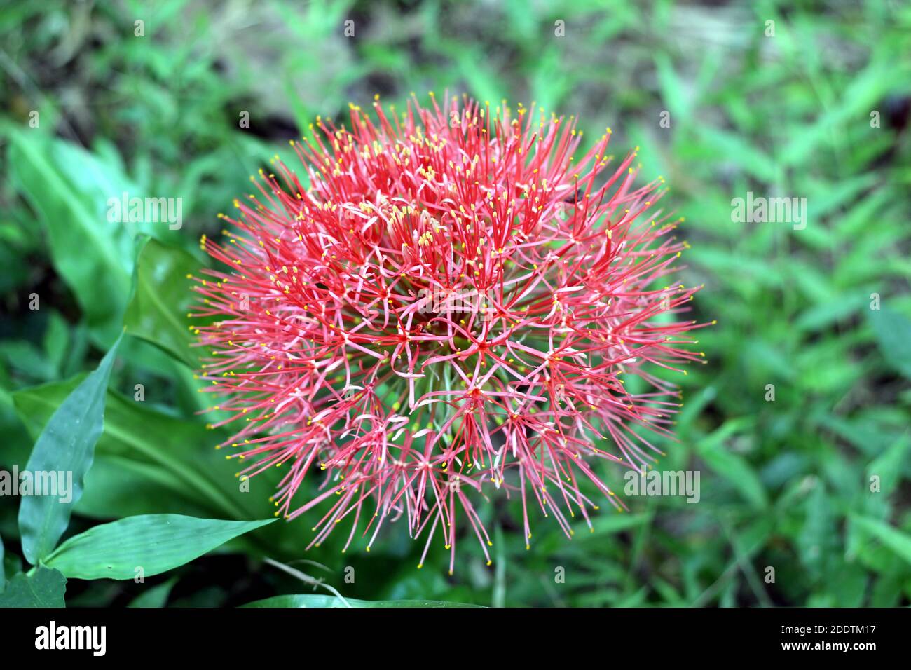 Primer plano de la flor roja de Bunch rara en la naturaleza Foto de stock