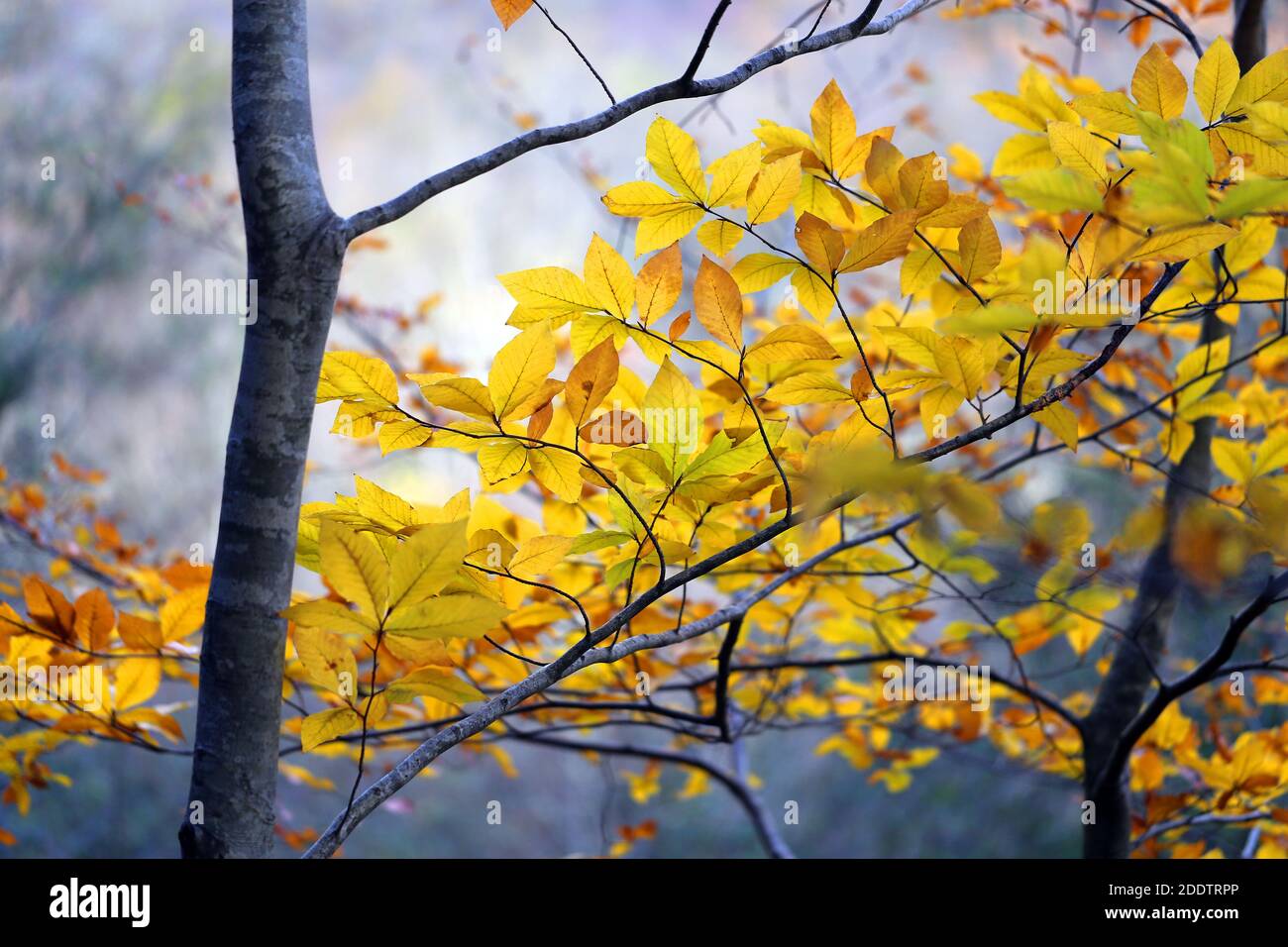 Foto fondo de los árboles de otoño en un hermoso bosque Foto de stock