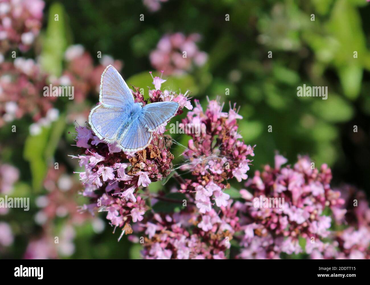 Mariposa azul pequeña, Cupido minimus sobre flor rosa Foto de stock