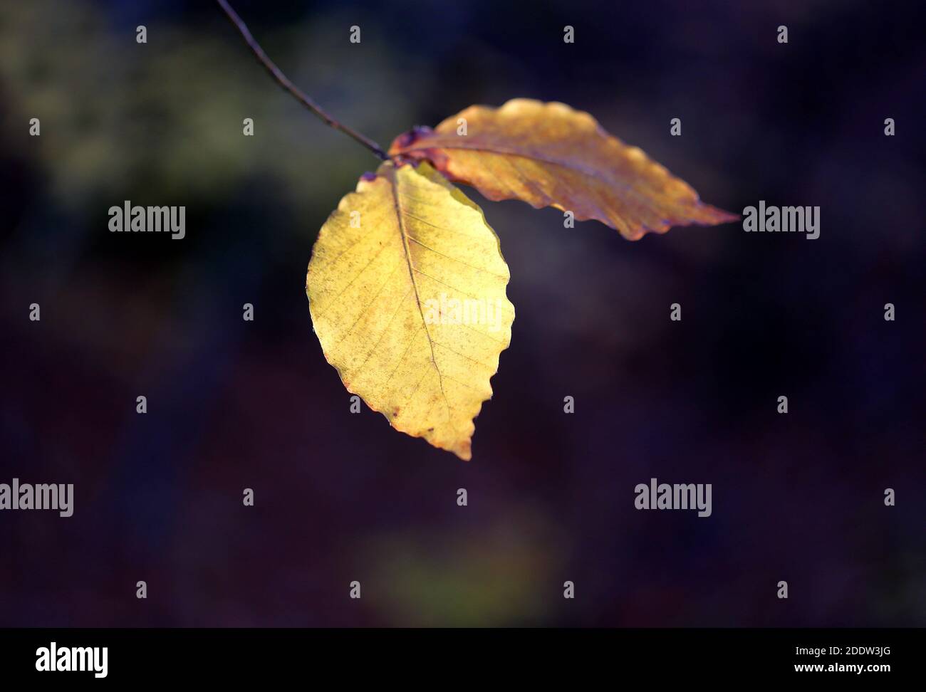 Foto de hojas de otoño dorado sobre un fondo oscuro en el bosque Foto de stock