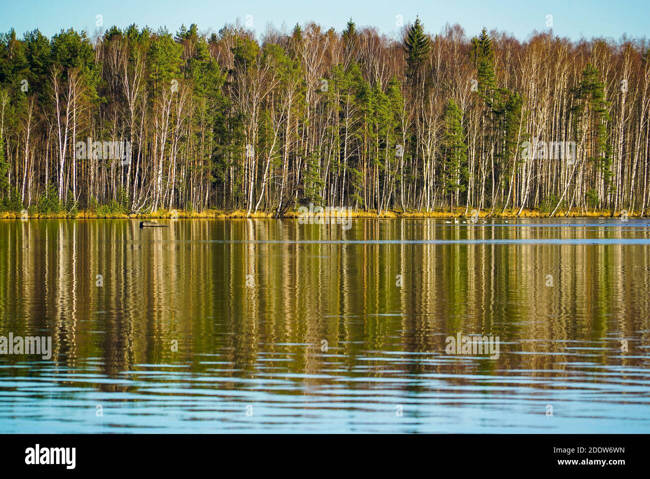 Los árboles en la orilla del lago se reflejan en la superficie del espejo. Región de Leningrado. Foto de stock