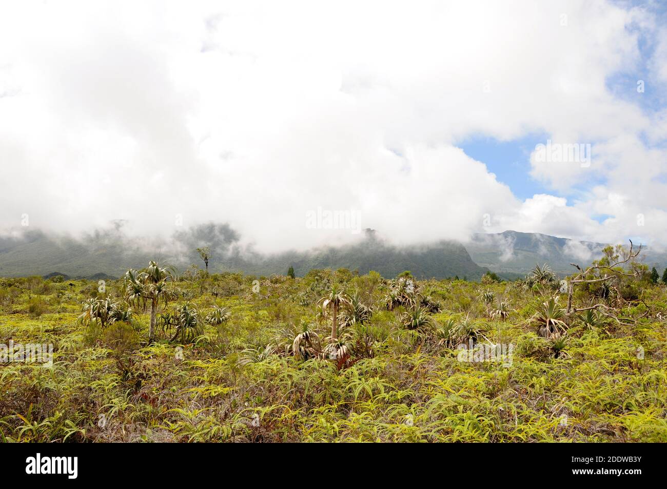 Las nubes se aferran a las montañas más allá del pantano de Plaines des Palmistes en la isla de la Reunión, el screwpine (Pandanus montanus) marcan los arbustos bajos Foto de stock