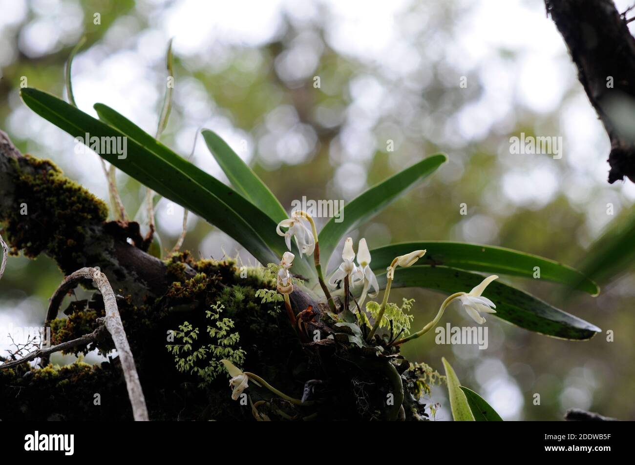 Orquídea endémica Jumellea triquetra creciendo en una rama de árbol en Selva tropical en la isla de la Reunión Foto de stock