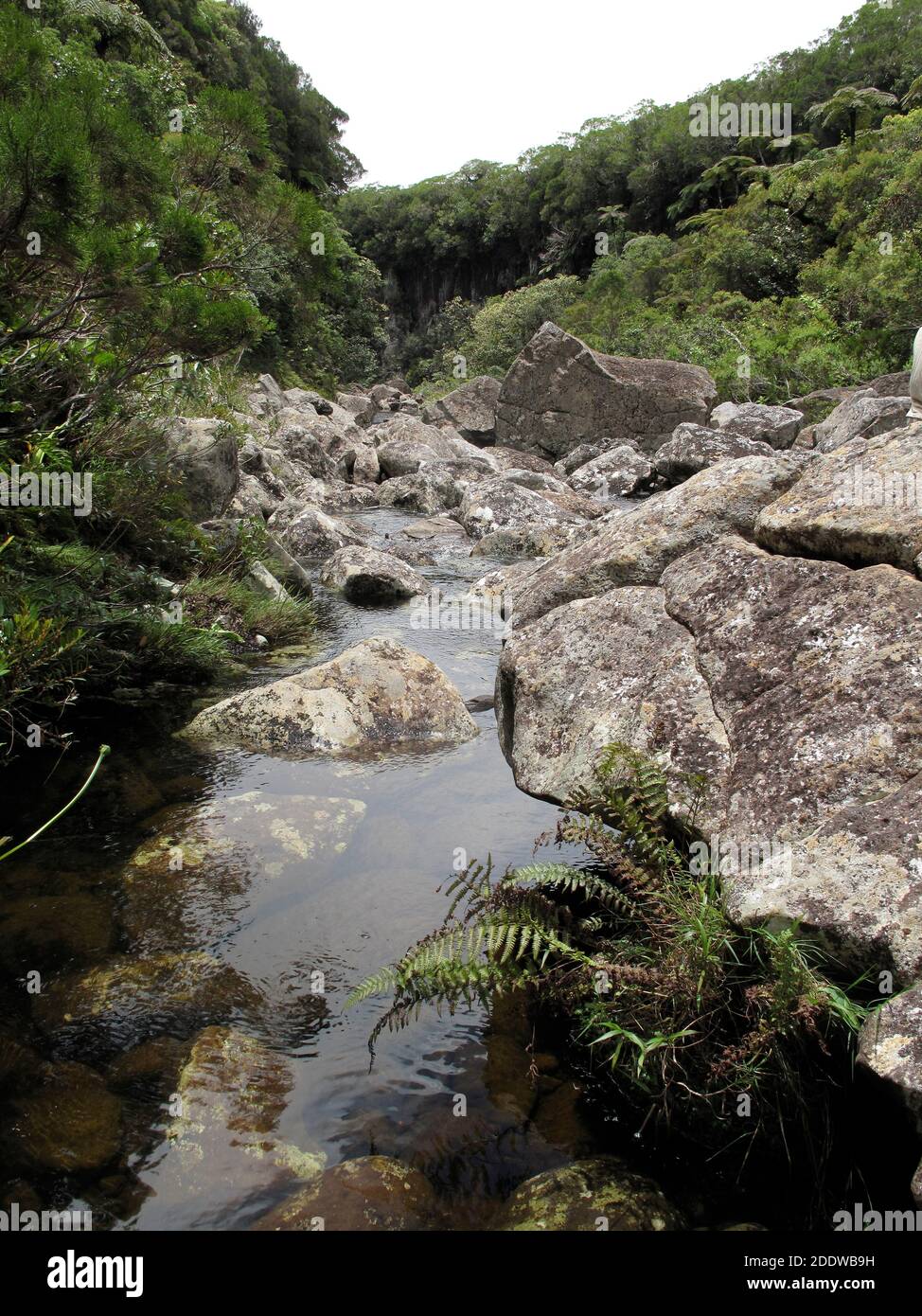 Lecho rocoso del río en el bosque de Bebour, isla de la Reunión Foto de stock