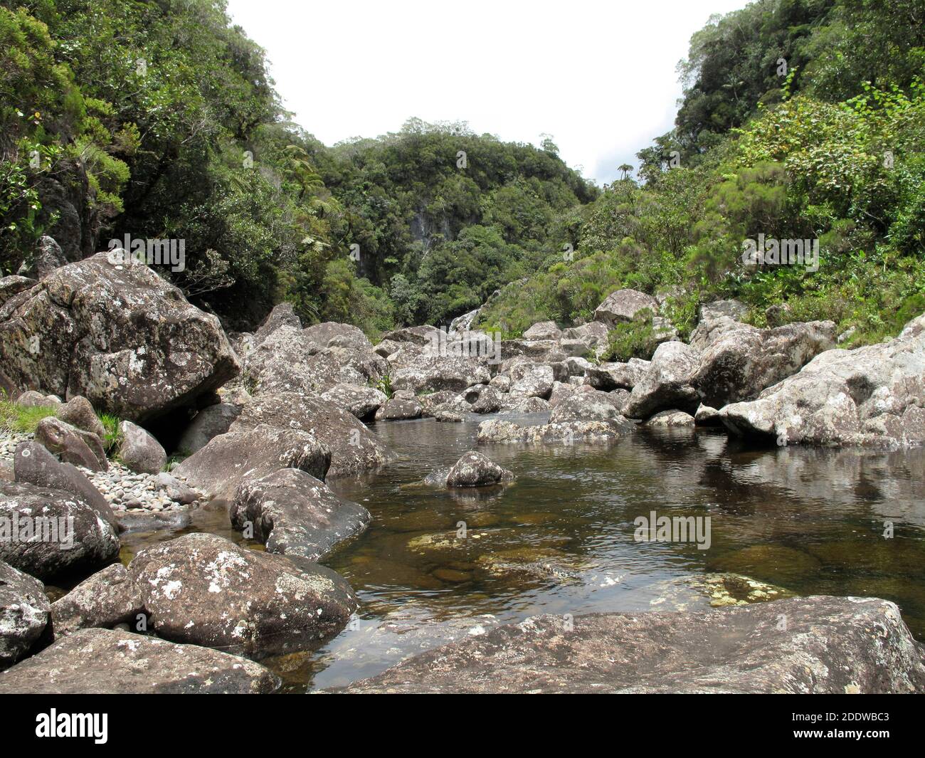 Río en el bosque tropical que se ha conservado en Reunión Isla Foto de stock