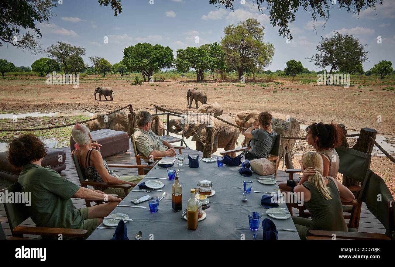 Visitantes viendo elefantes desde cubierta en la casa del safari Robin Pope Luangwa, enorme elefante africano masculino (Loxodonta africana), Parque Nacional South Luangwa Foto de stock