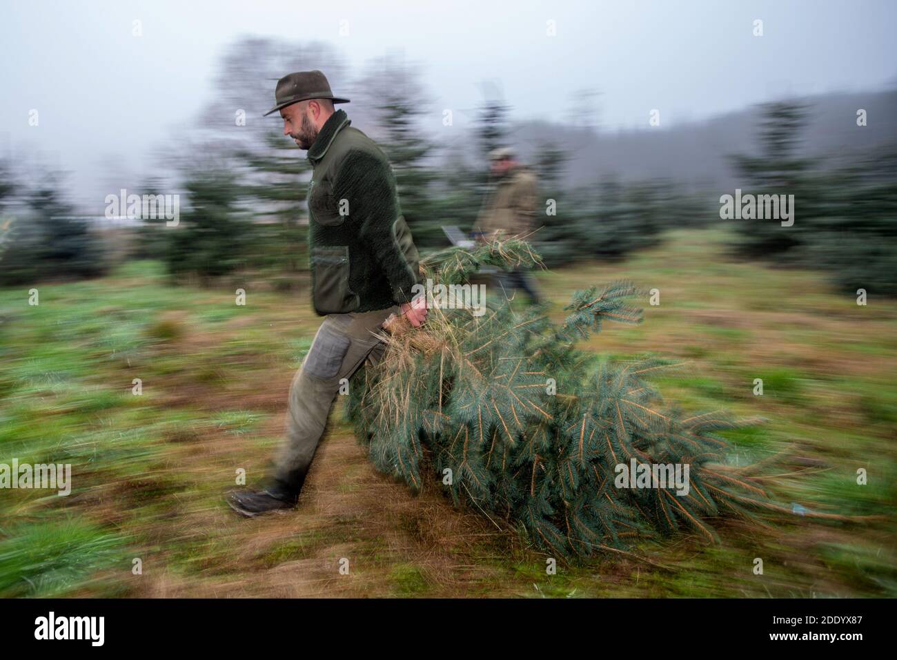 Los forestales de la ciudad de Hradec Kralove cortaron árboles de Navidad para el mercado checo cerca de Hradec Kralove, República Checa, 27 de noviembre de 2020. (CTK Photo/David Tanecek) Foto de stock