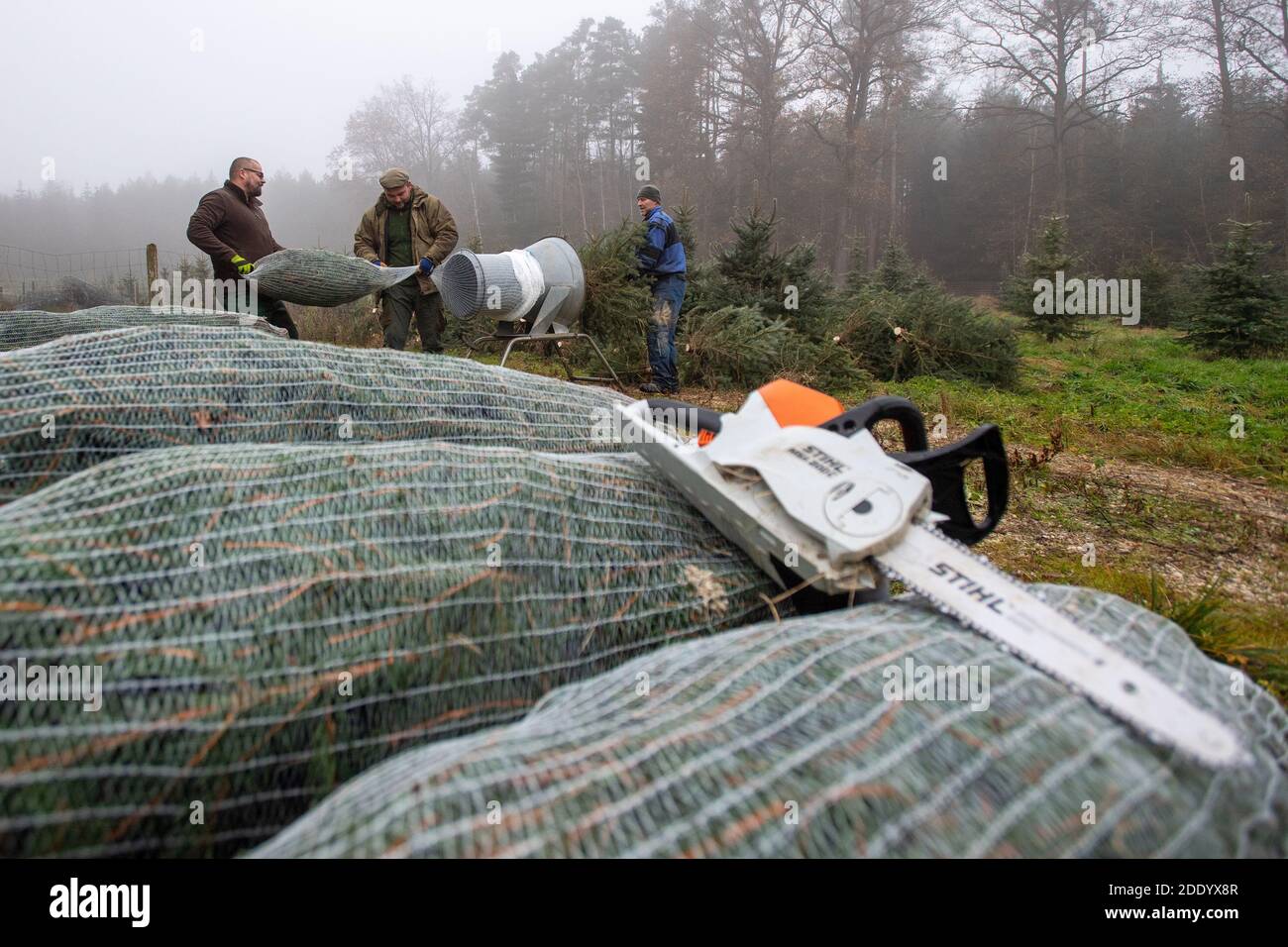 Los forestales de la ciudad de Hradec Kralove cortaron árboles de Navidad para el mercado checo cerca de Hradec Kralove, República Checa, 27 de noviembre de 2020. (CTK Photo/David Tanecek) Foto de stock