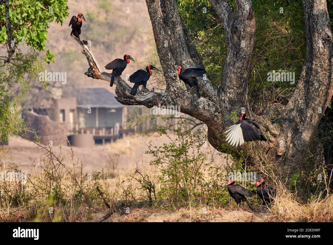 Siete Hornbill sur (Bucorvus leadbeateri; antes conocido como Bucorvus cafer), South Luangwa National Park, Mfuwe, Zambia, África Foto de stock