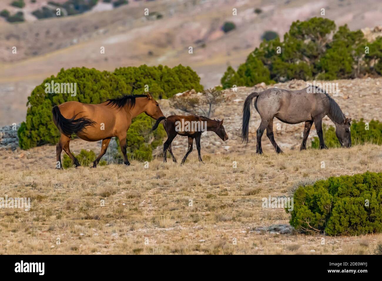 Caballos salvajes, Equus ferus caballus, de la Sierra de caballos salvajes de Pryor Mountain, se ven en el área recreativa nacional de Bighorn Canyon, cerca de Lovell, Wyoming, Foto de stock