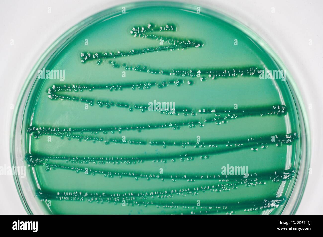Colonia de bacterias en medio de cultivo Foto de stock