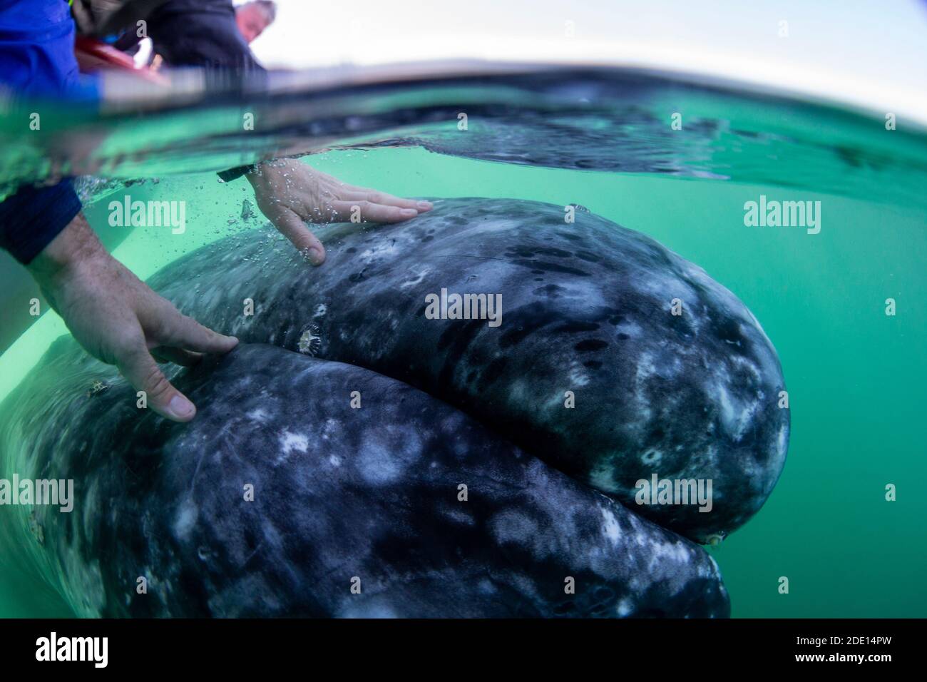 Ballena y mano comparadas