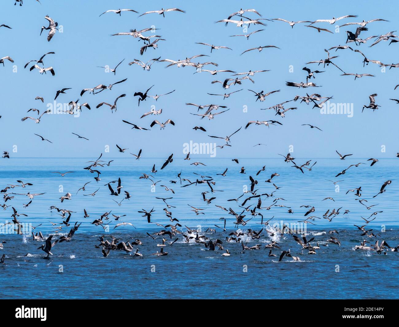Un frenesí de alimentación de aves marinas buceando en pequeños peces cebo cerca de Isla San Pedro Esteban, Baja California, México, América del Norte Foto de stock