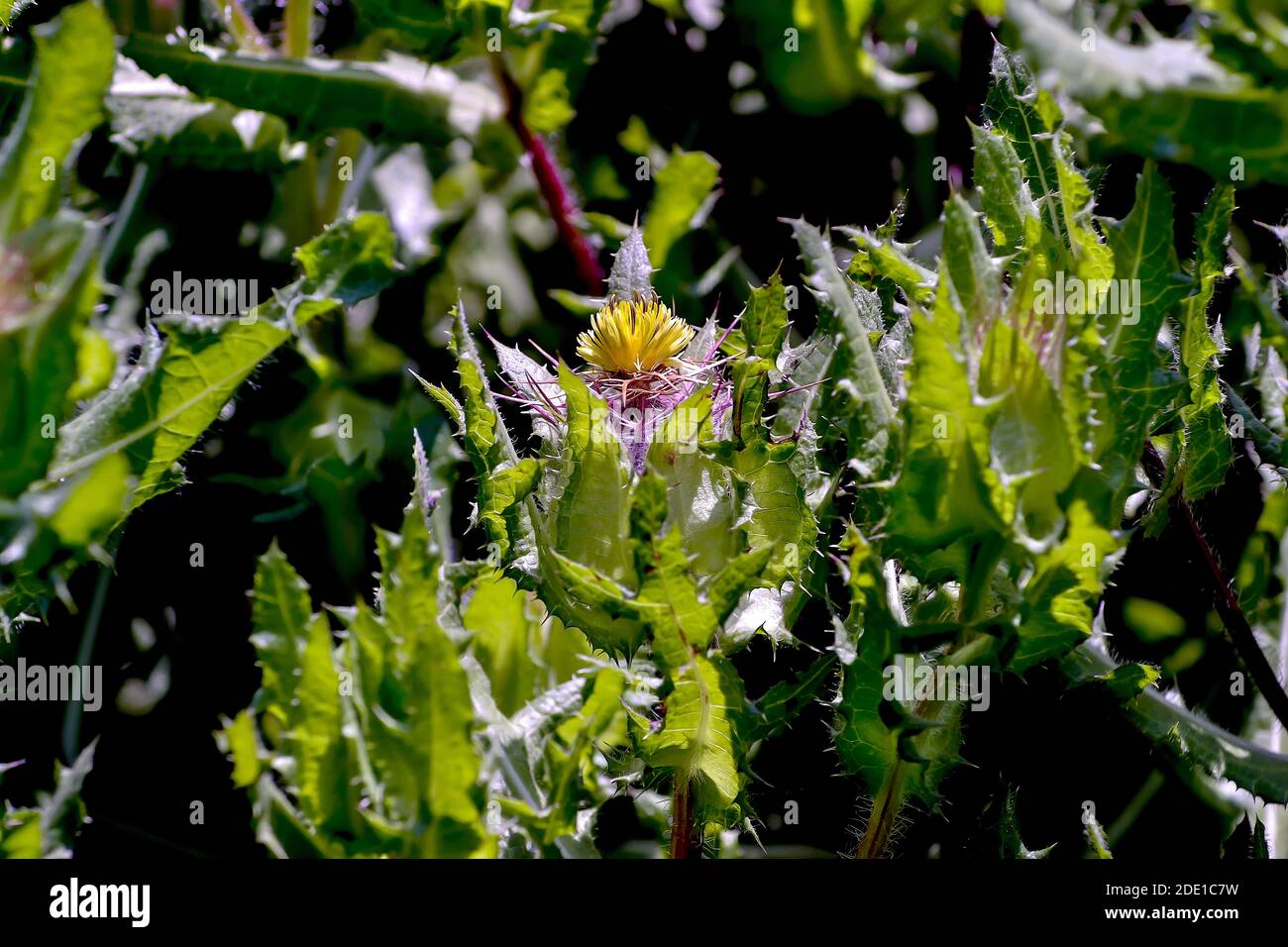 Flores de hierba de San Benito, cardo encantador, cardo santo o cardo  bendito - Cnicus benedictus en verano, Baviera, Alemania Fotografía de  stock - Alamy