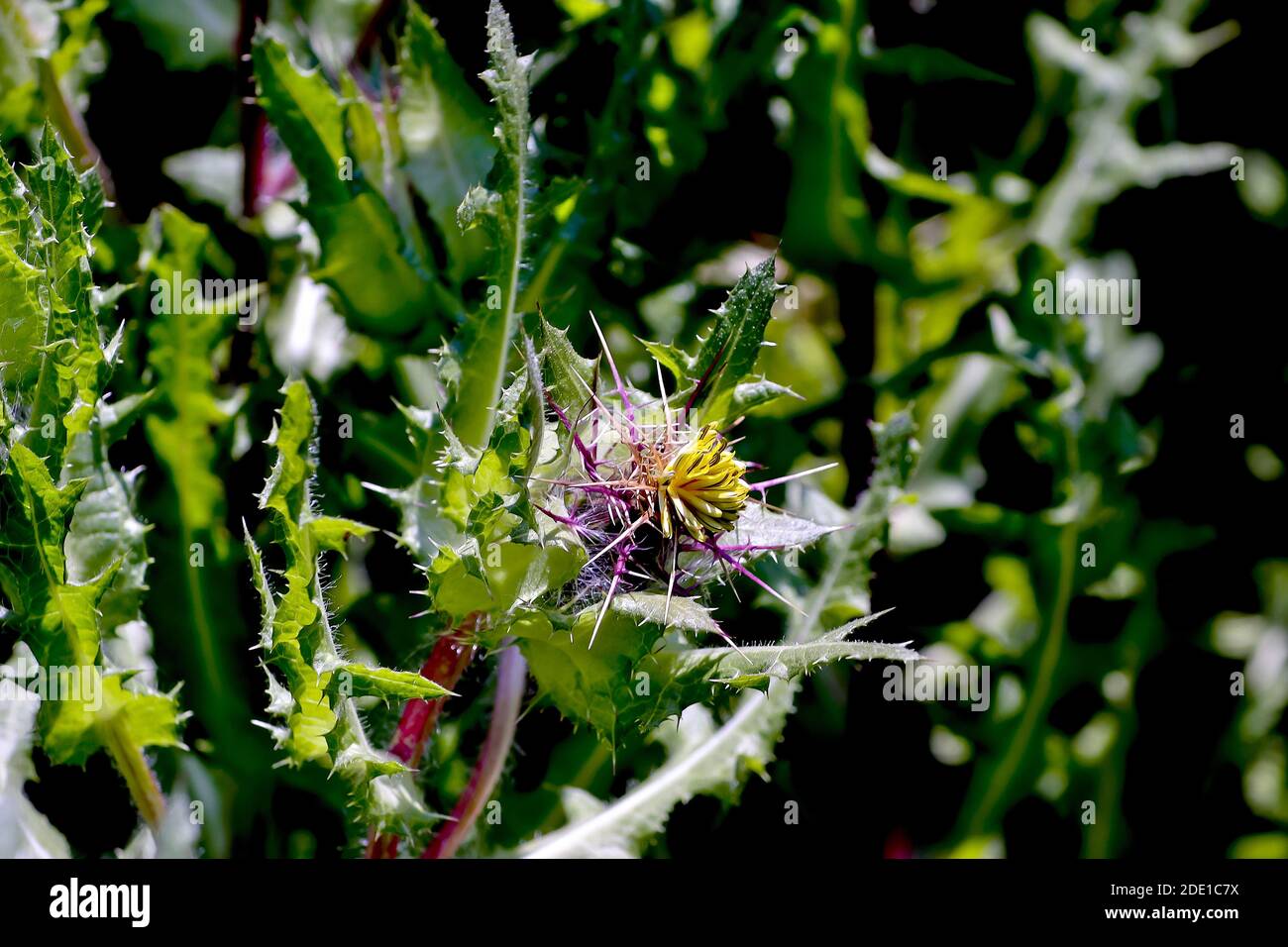 Flores de hierba de San Benito, cardo encantador, cardo santo o cardo  bendito - Cnicus benedictus en verano, Baviera, Alemania Fotografía de  stock - Alamy