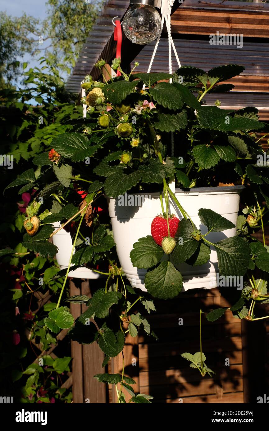 Fresas de arrastre en la cesta colgante Foto de stock