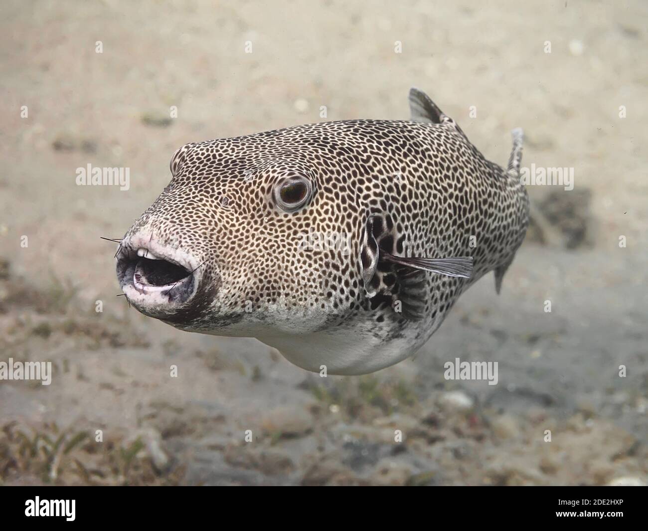 Pez globo estrellado (Arothron stellatus), también conocido como el pez globo estrellado, o pez espada estrellado, comiendo erizo de mar Foto de stock